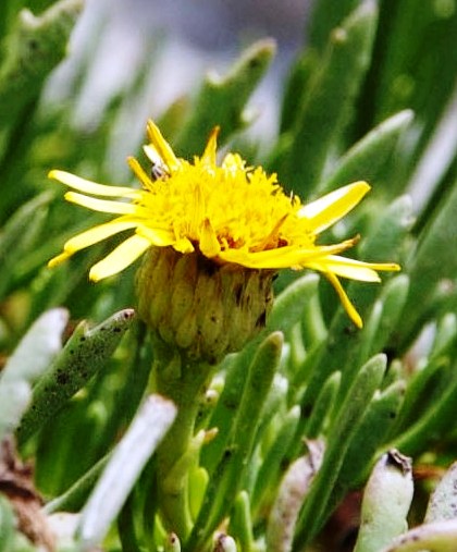 Limbarda crithmoides